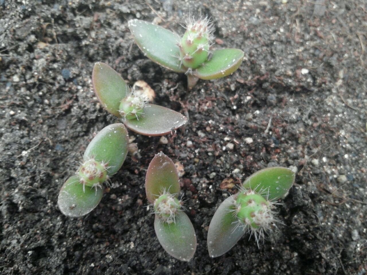 선인장 발아 모습